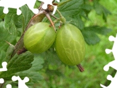 gooseberry, Fruits