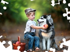 basket, dog, Way, Siberian Husky, boy, Fruits, forest