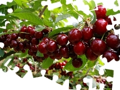 Fruits, cherry, Mature