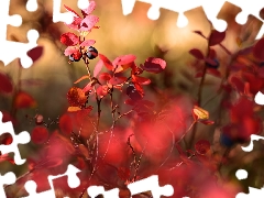 blueberries, Bush, Red, Fruits, Plants, Blueberries, leaves