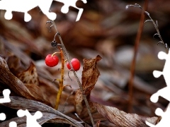 lily of the Valley, Fruits