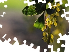 Fruits, Bush, Yellow