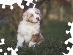 Australian Shepherd, dog, fuzzy, background, grass, Puppy