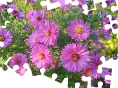Garden, purple, Astra