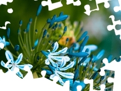 blue, Flowers, Agapanthus, White