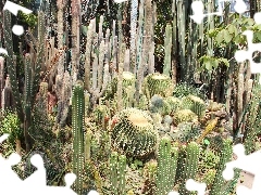 Cactus, botanical garden