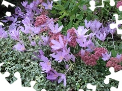 colchicum, Garden