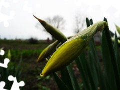 Daffodils, Garden