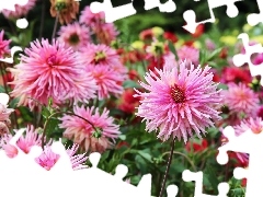 Garden, Pink, dahlias