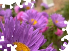 Garden, purple, Flowers