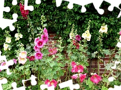 garden, color, Hollyhocks