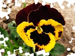 Garden, pansy, leaves