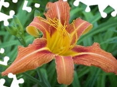 lily, garden