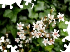 nature, White, Garden, Hoja