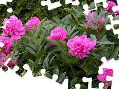 Garden, Pink, Peonies