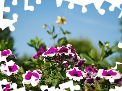 petunia, Garden