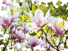 summer, Flowers, Magnolias, Garden