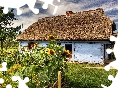 garden, Nice sunflowers, Skansen, hut, Sierpc