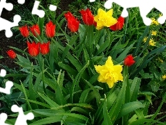 Garden, Daffodils, Tulips