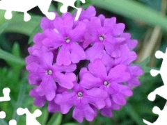 Violet, Verbena garden
