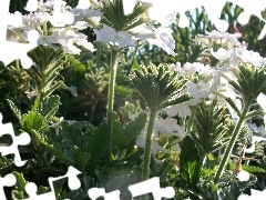 White, Verbena garden