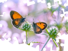 Gatekeeper, Two cars, fuzzy, background, Thanksgiving, butterflies