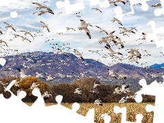 geese, Mountains, White