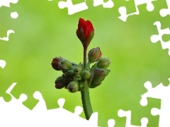 bud, geranium