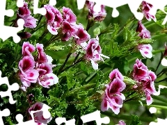 English, Colourfull Flowers, geranium