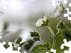 Colourfull Flowers, White, geranium