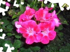 Pink, geranium