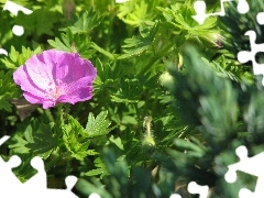 geranium