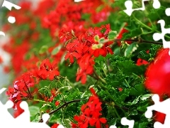 Red, geraniums