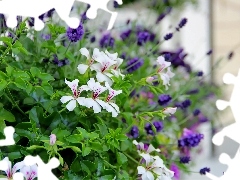 lavender, White, geraniums