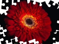 Gerber, Flower, Red