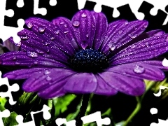 drops, Colourfull Flowers, Gerbera