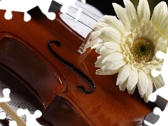 instrument, Tunes, Gerbera, musical