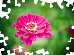 Pink, zinnia