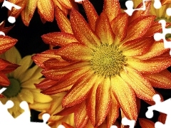 gerberas