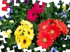 color, gerberas