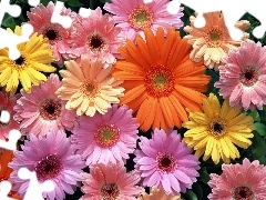 color, gerberas