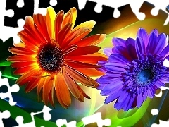 color, gerberas