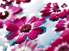 heads, water, gerberas, flowers