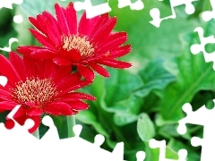 Red, gerberas