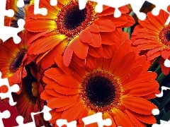 Red, gerberas