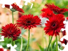 Red, gerberas