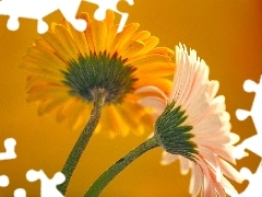 Two, gerberas