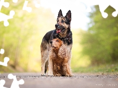 Cocker Spaniel, Dogs, German Shepherd