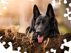 German Shepherd, Tounge