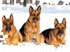 winter, Shepherds, German, Three